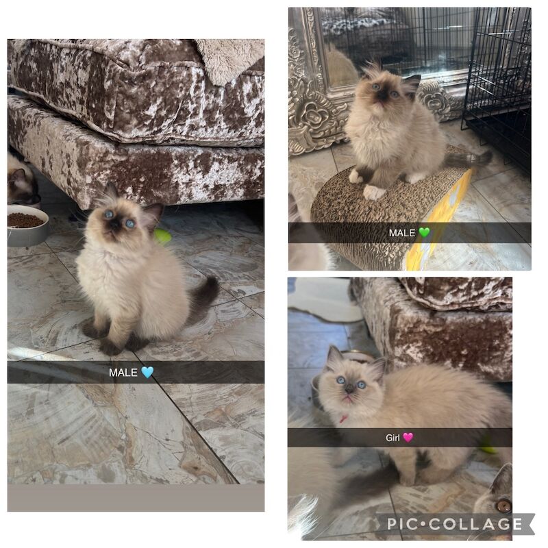 Gccf ragdoll’s