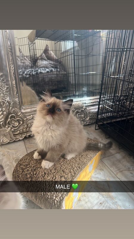 Reduced gccf ragdolls