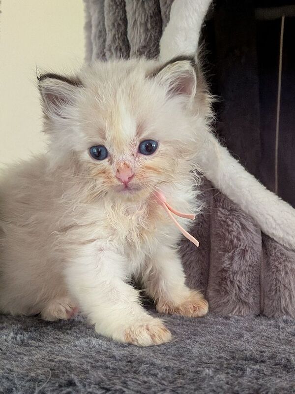 GCCF Ragdolls Grand Champion Blue/Seal/Lynx