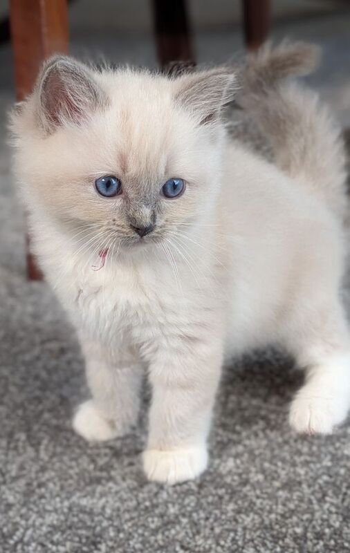 GCCF Champion Ragdolls Active Considered
