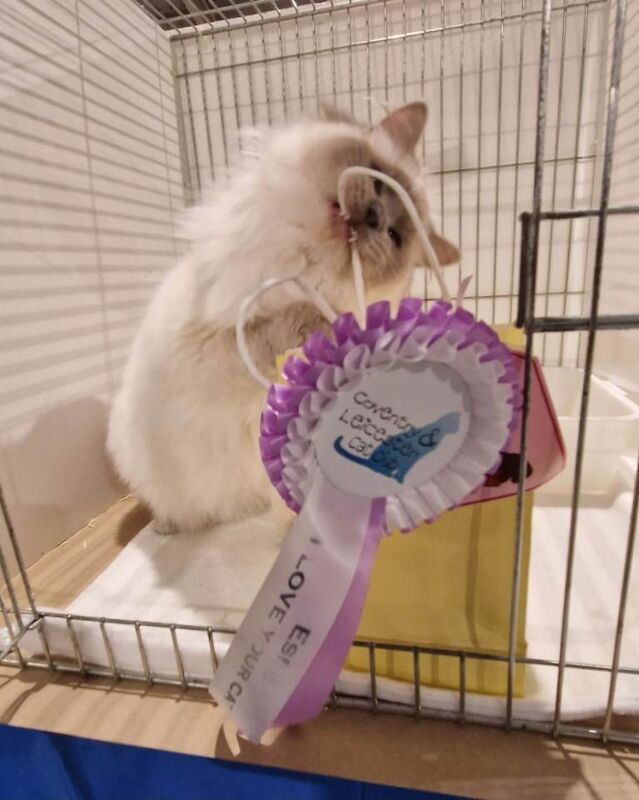 GCCF Registered Active Males - Image 2 of 5