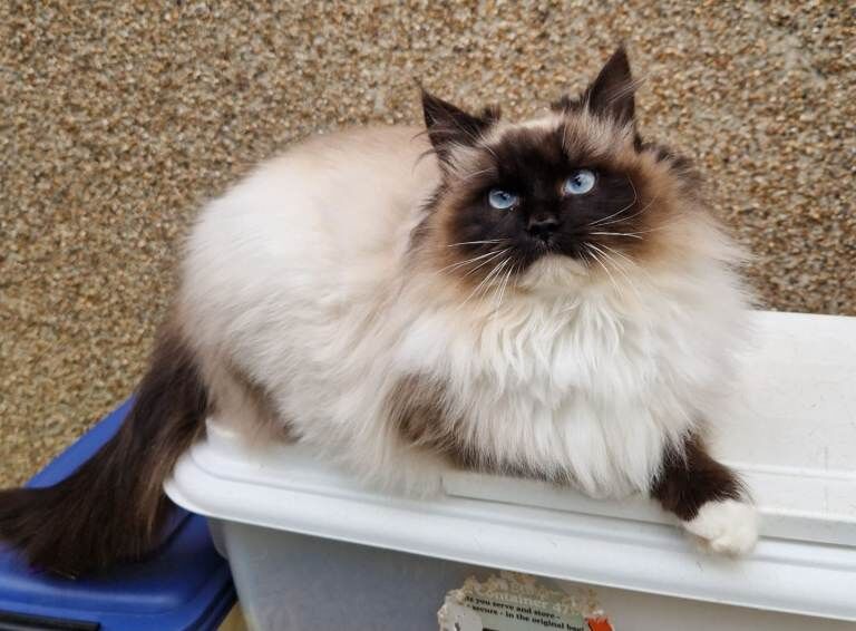 GCCF Registered Active Males - Image 4 of 5