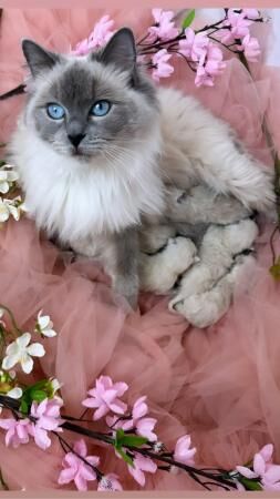 GCCF Registered Blue Point Ragdoll Kittens for sale in Telford, Shropshire