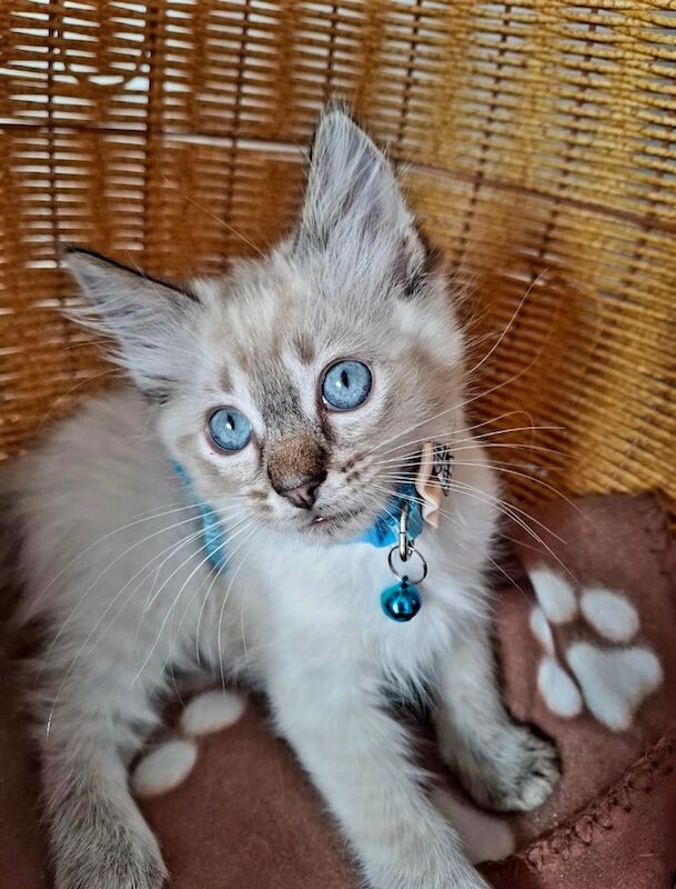GCCF Registered Gorgeous Pure Pedigree Ragdoll Kitten for sale in Colinton, City of Edinburgh
