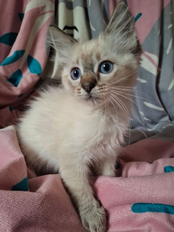 GCCF Registered Gorgeous Pure Pedigree Ragdoll Kitten for sale in Colinton, City of Edinburgh | Image 3
