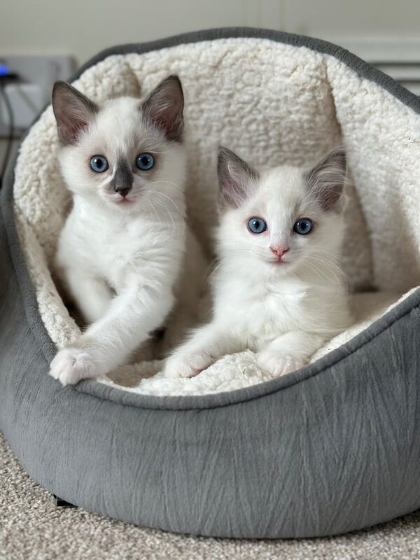 GCCF Registered Pedigree Ragdoll kittens for sale in Gosport, Hampshire
