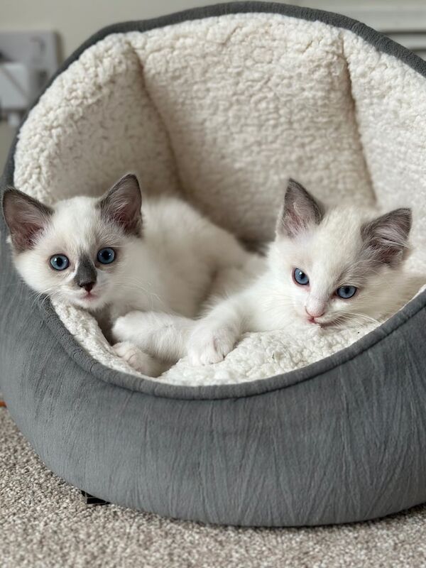 GCCF Registered Pedigree Ragdoll kittens for sale in Gosport, Hampshire | Image 2