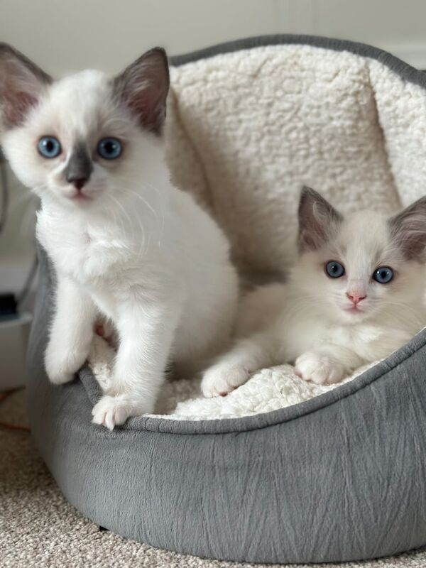 GCCF Registered Pedigree Ragdoll kittens for sale in Gosport, Hampshire | Image 3
