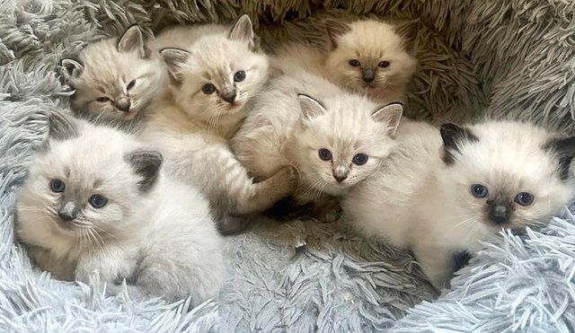 GCCF Registered Pedigree Ragdoll Kittens for sale in Great Maplestead, Essex
