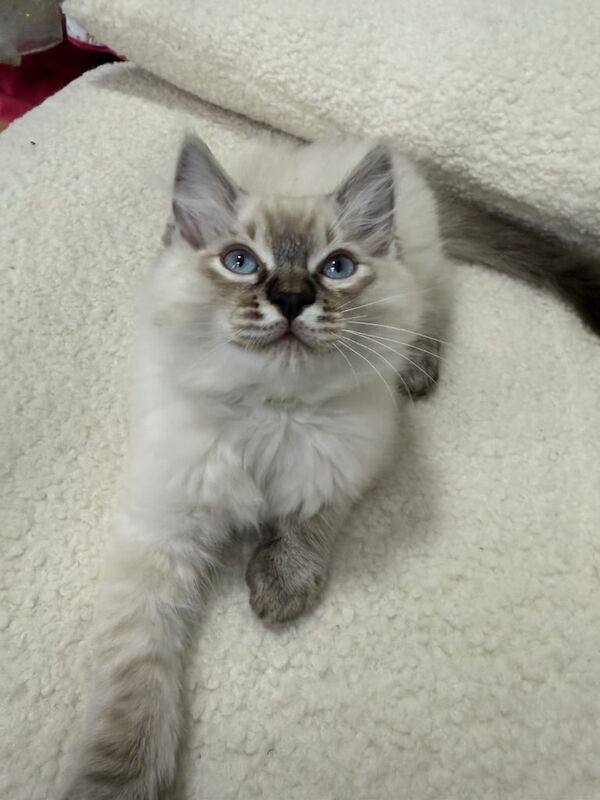GCCF Registered Pure Ragdoll Kittens for sale in Maidstone, Kent