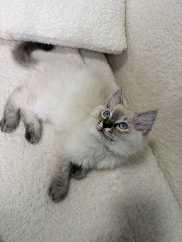 GCCF Registered Pure Ragdoll Kittens for sale in Maidstone, Kent | Image 2