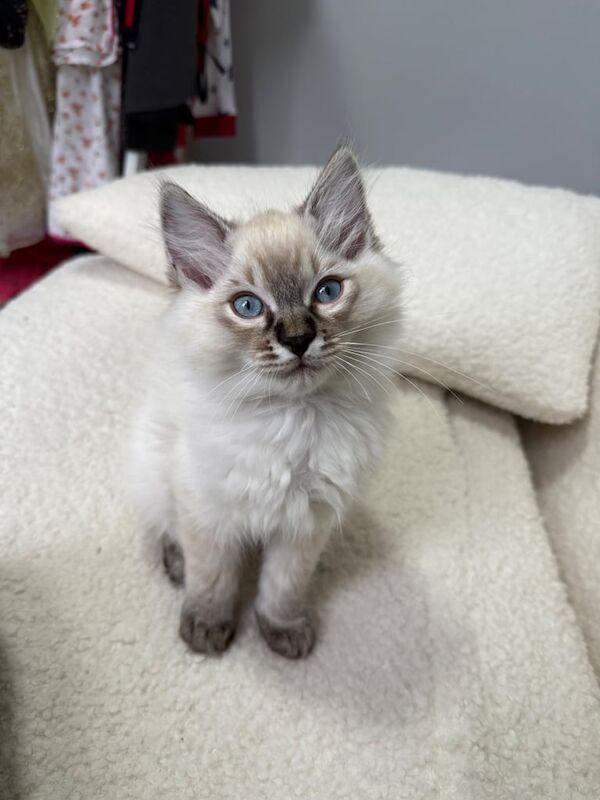 GCCF Registered Pure Ragdoll Kittens for sale in Maidstone, Kent | Image 3
