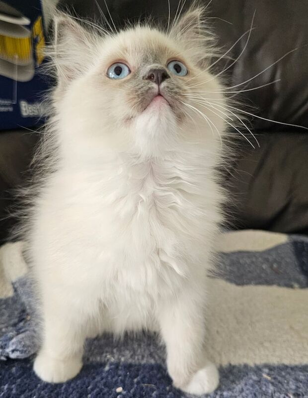 Ragdoll kittens for sale in Barrhead, Renfrewshire – 10 weeks old