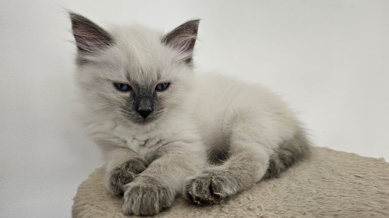 Ragdoll kittens for sale in Barrhead, Renfrewshire – 11 weeks old