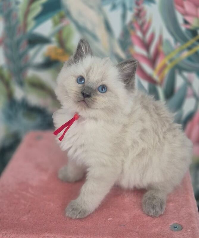 Ragdoll kittens for sale in St Helens, Merseyside – 8 weeks old