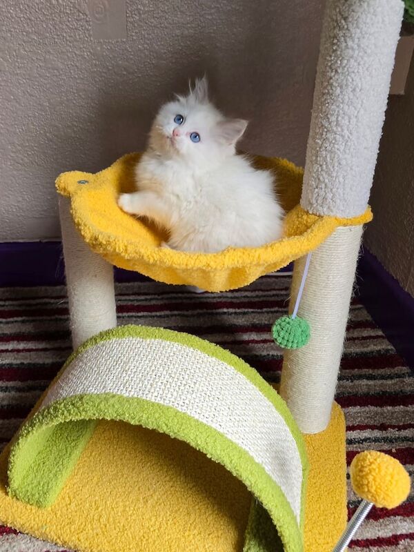 Ragdoll kittens for sale in Grimsby, Lincolnshire – 9 weeks old