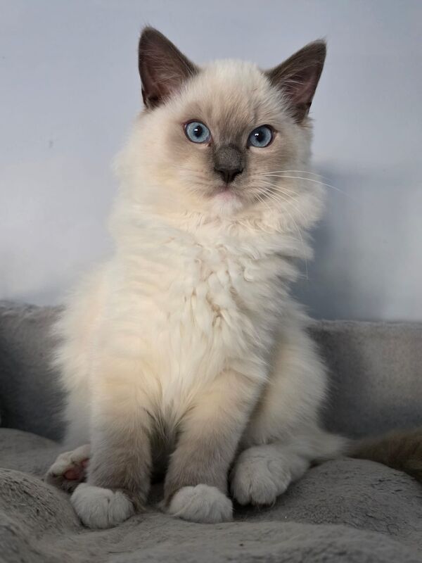 Ragdoll kittens for sale in Fareham, Hampshire – 3 months old