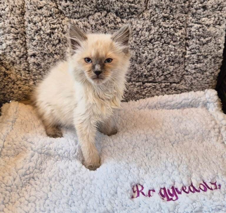 GCCF Registered Ragdoll Kittens