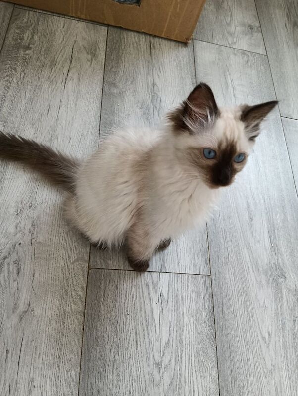 Ragdoll kittens for sale in Lincoln, Lincolnshire – 3 months old