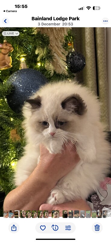 TICA Registered Ragdoll Kittens For Sale