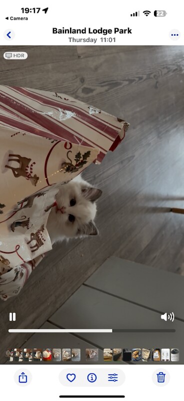 Ragdoll kittens for sale in Lincoln, Lincolnshire – 3 months old - Image 2 of 6