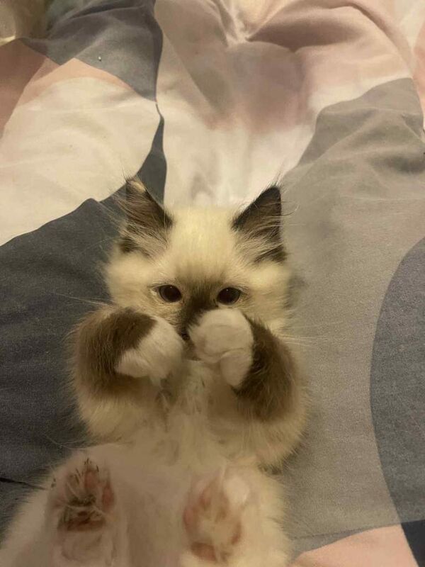 Ragdoll kittens for sale in Lincoln, Lincolnshire – 3 months old - Image 3 of 6