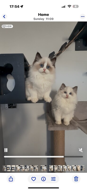 Ragdoll kittens for sale in Lincoln, Lincolnshire – 3 months old - Image 4 of 6