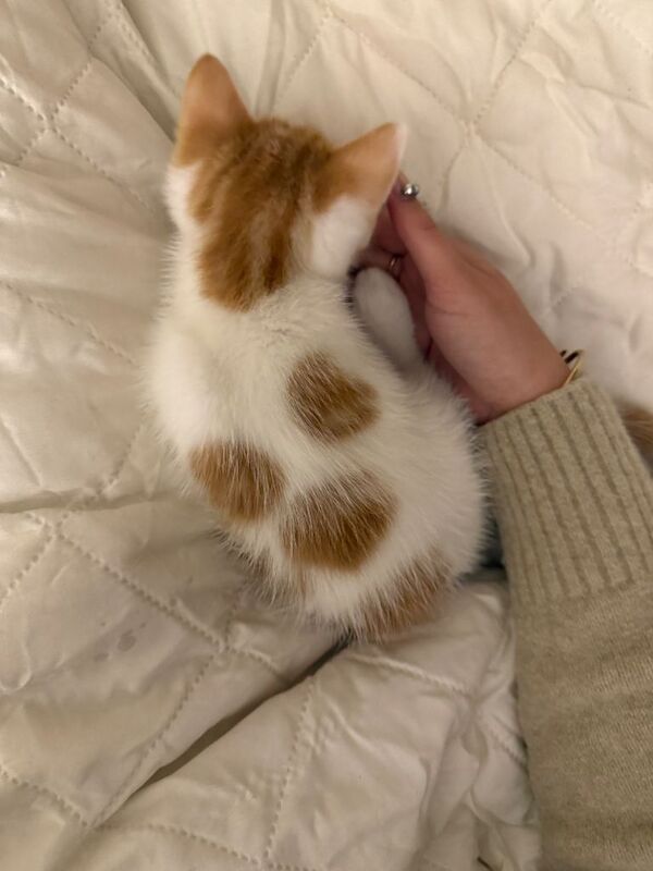 Ginger Bicolour Kitten - Image 2 of 4