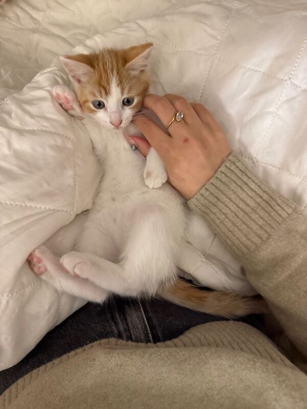 Ginger Bicolour Kitten - Image 4 of 4