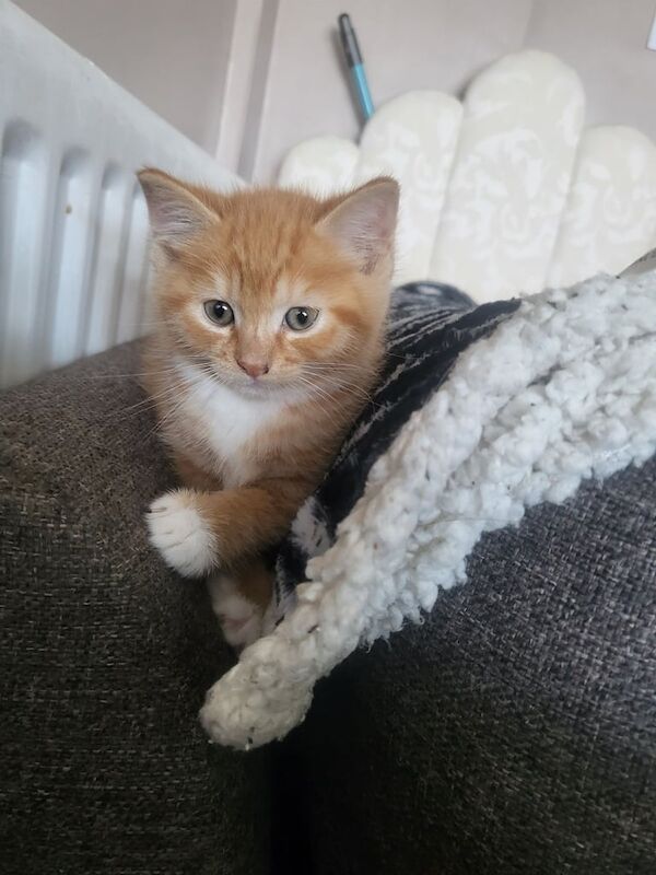 Ginger ragdoll kitten for sale in Clacton-on-Sea, Essex - Image 2