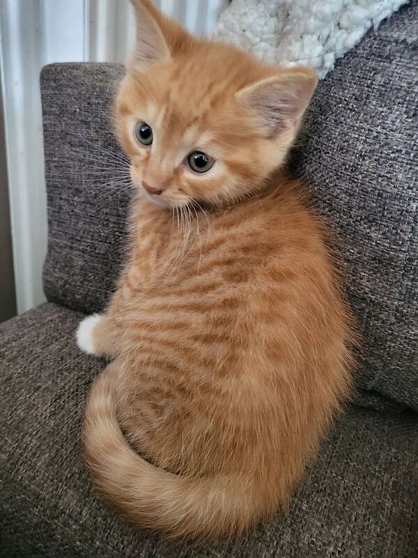 Ginger ragdoll kitten for sale in Clacton-on-Sea, Essex - Image 3