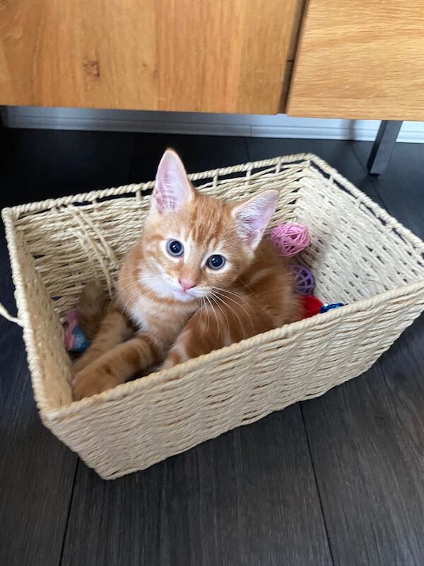 Ragdoll kittens for sale in Birtley, Herefordshire – 3 months old