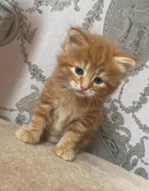 Ginger tom ragdoll kittens for sale