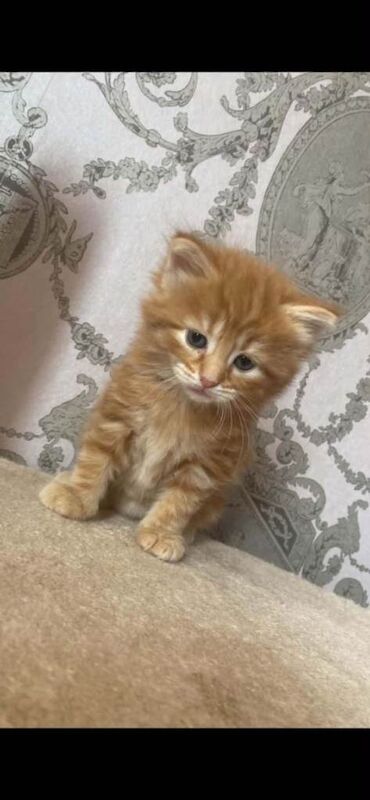 Ginger tom ragdoll kittens for sale - Image 2 of 4