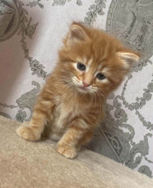 Ginger tom ragdoll kittens for sale - Image 3 of 4