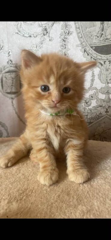 Ginger tom ragdoll kittens for sale - Image 4 of 4