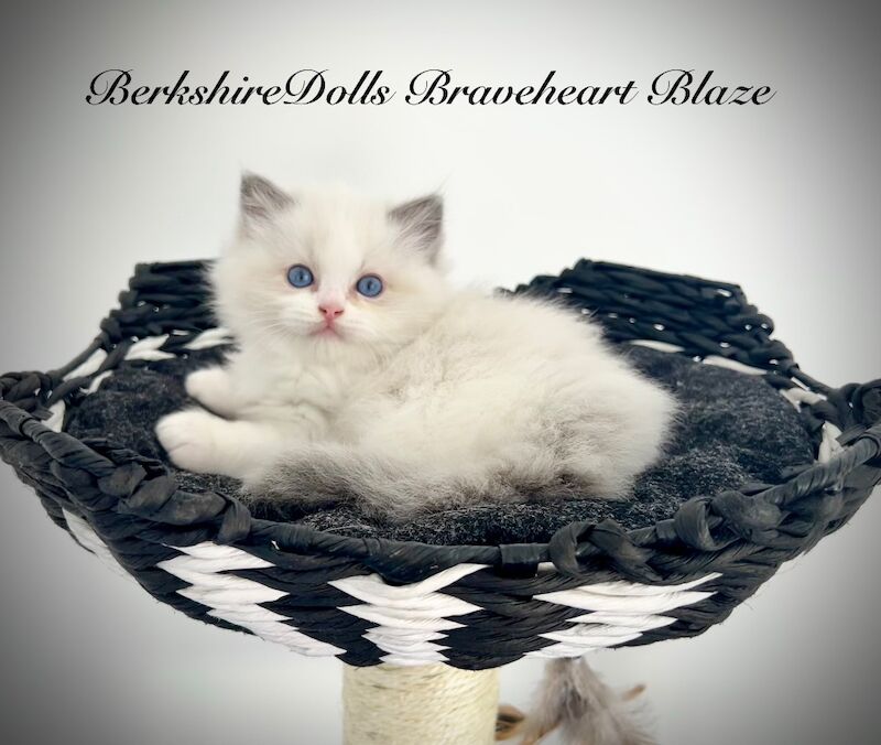 Gorgeous and affectionate ragdoll lapcat kittens