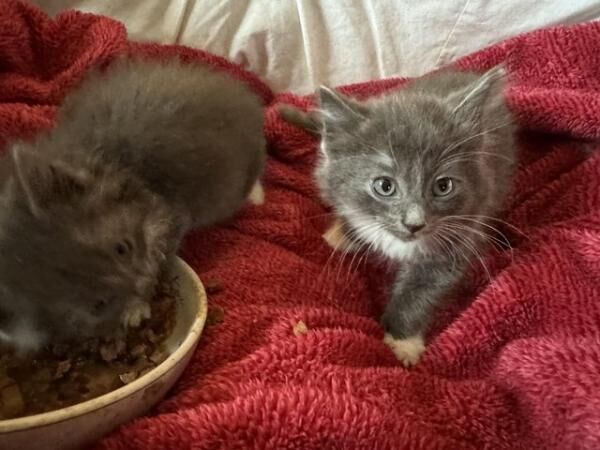 Ragdoll Kittens For Sale Under £300