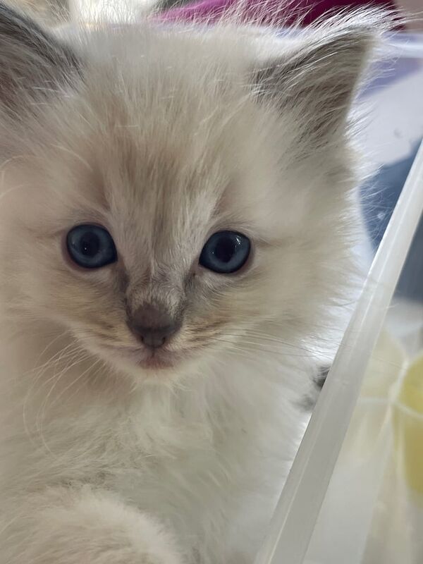 Ragdoll kittens for sale in Renfrew, Renfrewshire β 8 weeks old