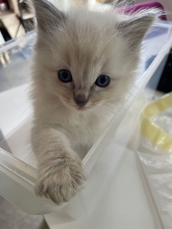 Ragdoll kittens for sale in Renfrew, Renfrewshire – 8 weeks old - Image 2 of 3