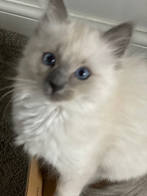 Ragdoll kittens for sale in Renfrew, Renfrewshire – 8 weeks old - Image 3 of 3