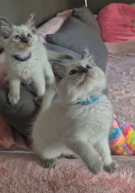 Ragdoll kittens for sale in Brockworth, Gloucestershire – 10 weeks old