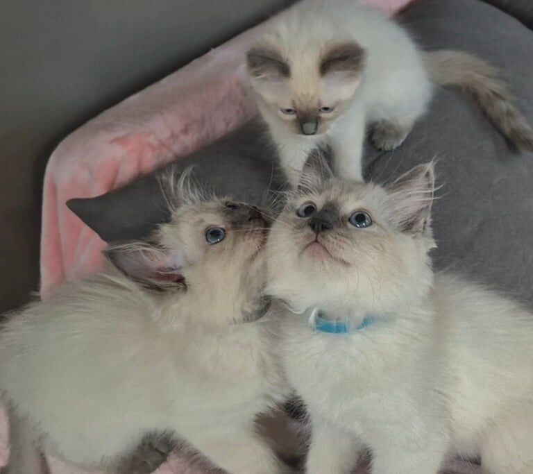 Ragdoll kittens for sale in Brockworth, Gloucestershire – 10 weeks old - Image 2 of 3