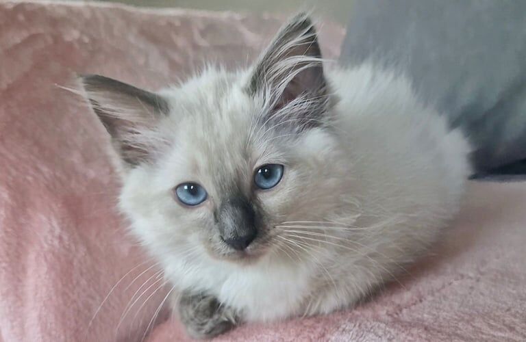 Ragdoll kittens for sale in Brockworth, Gloucestershire – 10 weeks old - Image 3 of 3