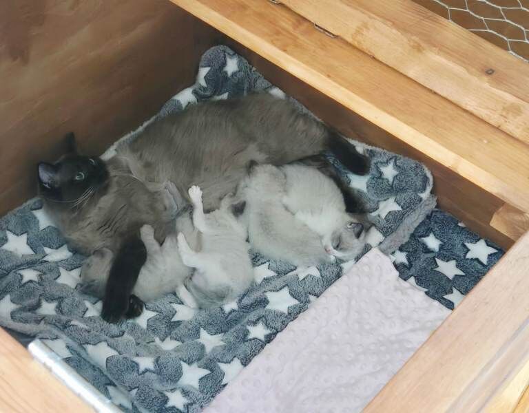 Gorgeous chunky ragdoll kittens