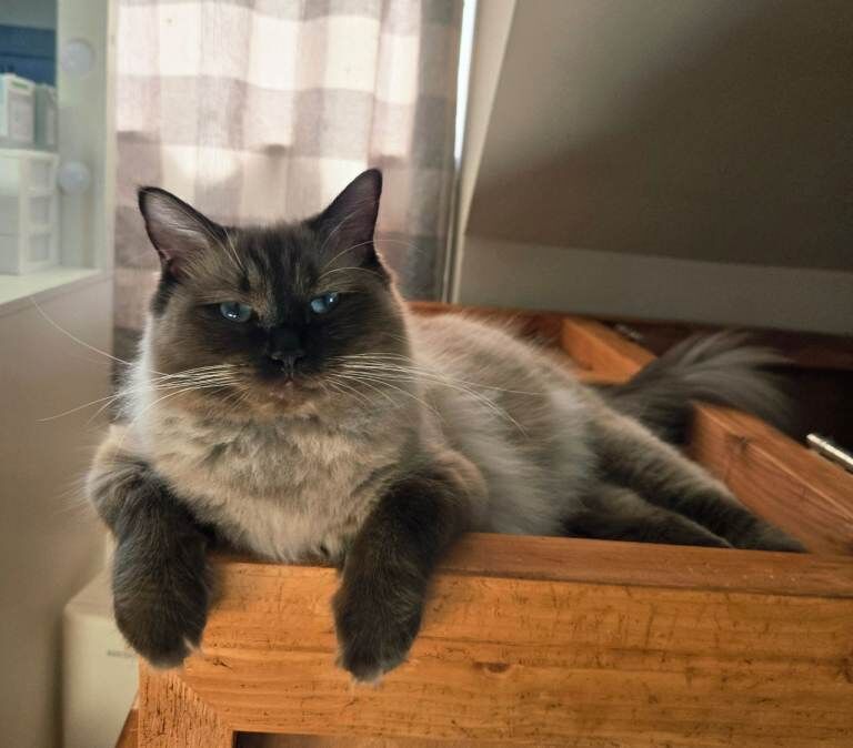 Gorgeous chunky ragdoll kittens - Image 2 of 5