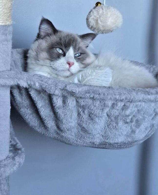 Gorgeous chunky ragdoll kittens - Image 3 of 5