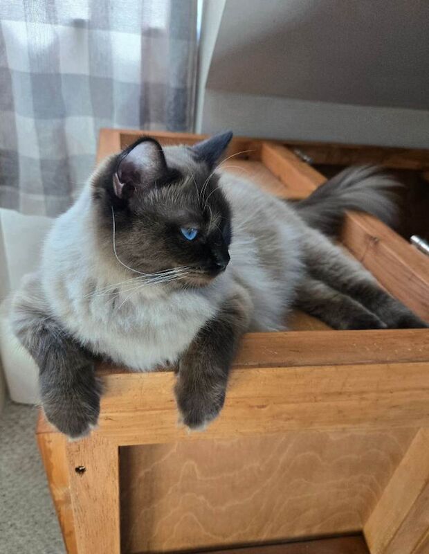Gorgeous chunky ragdoll kittens - Image 4 of 5