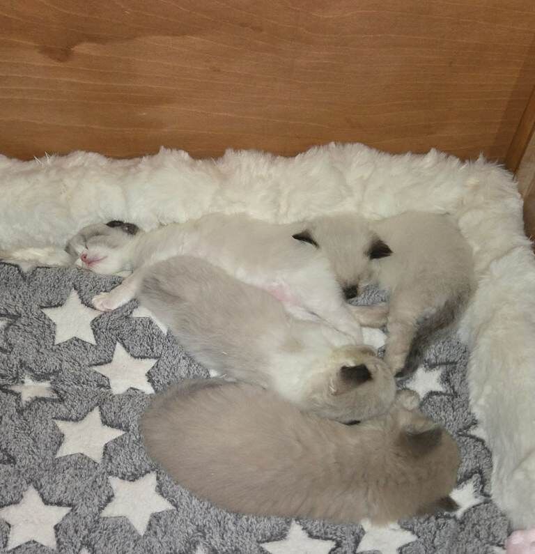 Gorgeous chunky ragdoll kittens - Image 5 of 5