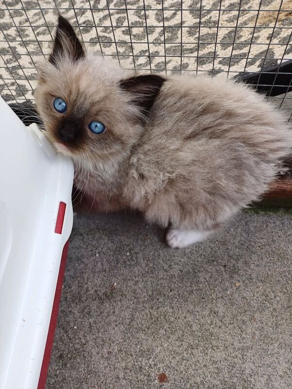 Gorgeous Colourpoint Mitted Ragdoll Kittens for sale in Redruth, Cornwall